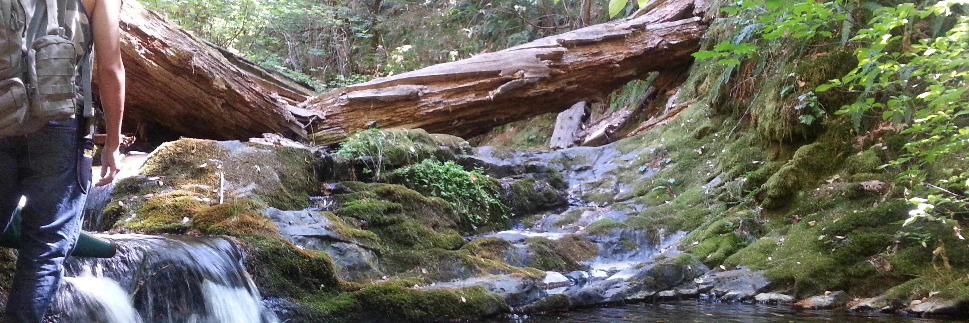 AlienAmerican banner