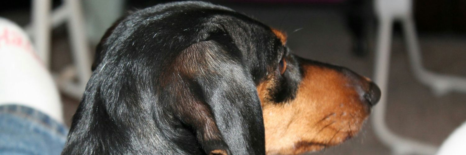 dakon_dave's profile banner image