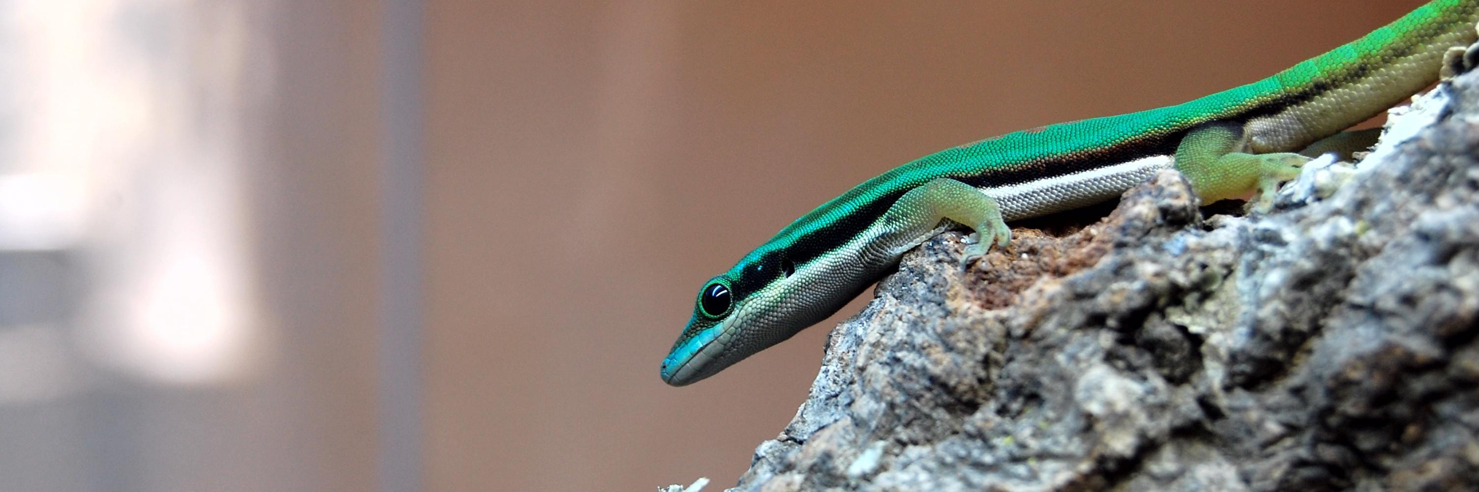 Putzgecko's profile banner image