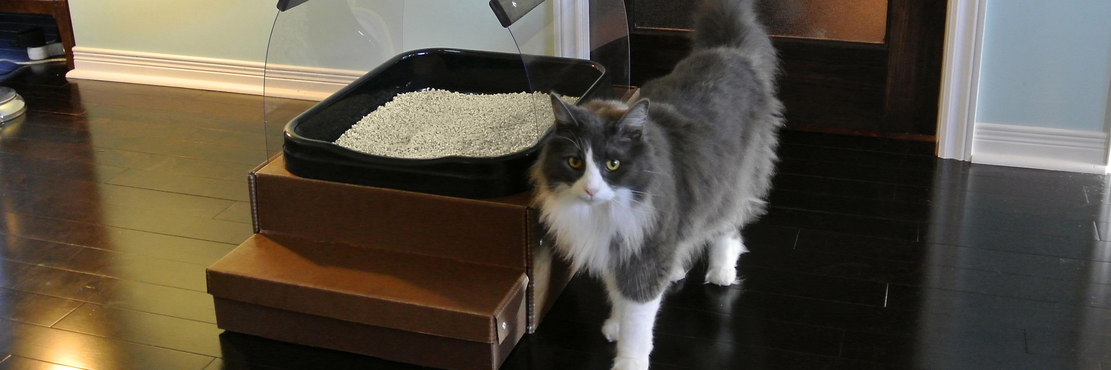 thecatsask's profile banner image