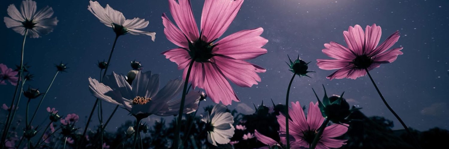 tarinboucher's profile banner image