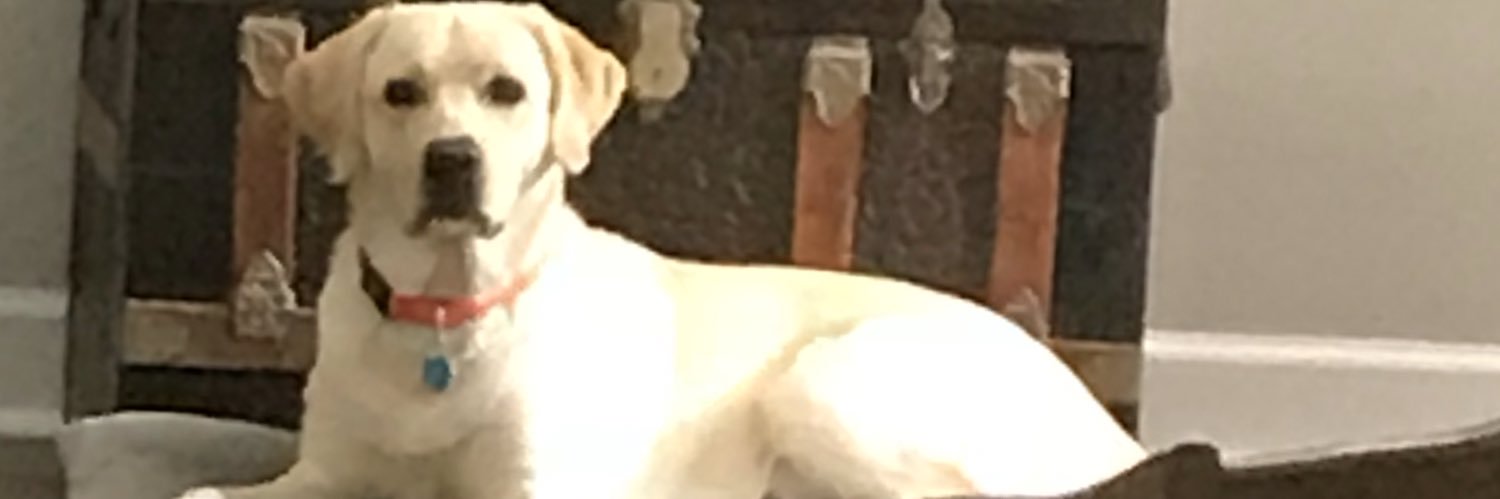 NixChipper's profile banner image