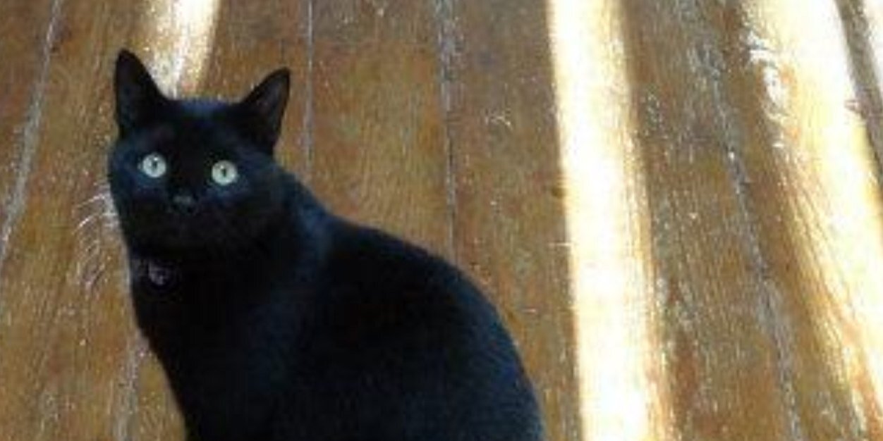 Perrikins's profile banner image