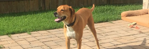 DawudShorts Profile Banner