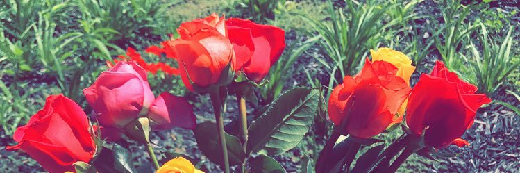 Brianna Arreguin banner