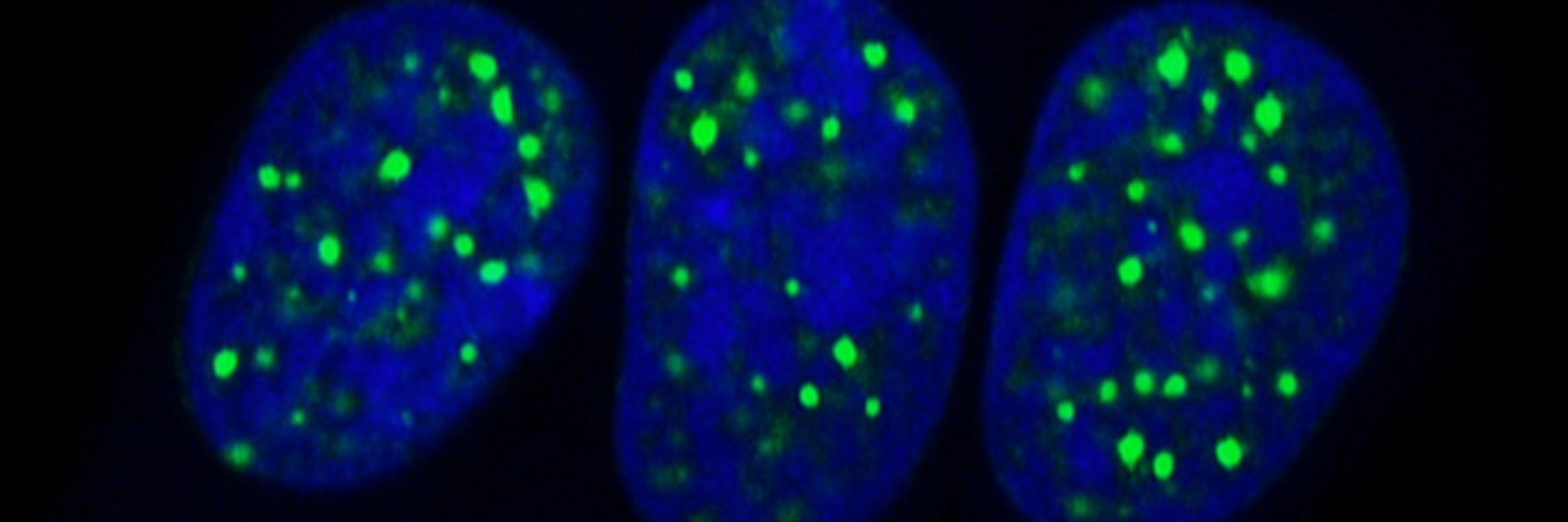 Salman Banani banner