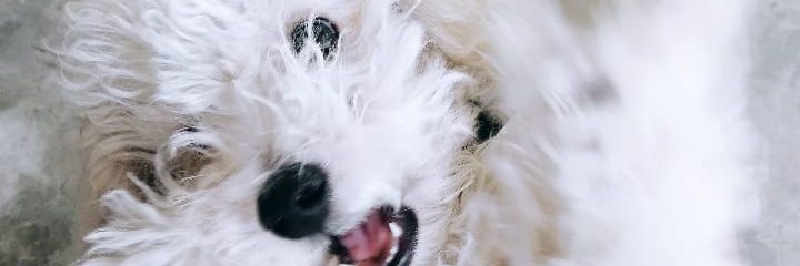 daniberisera_'s profile banner image