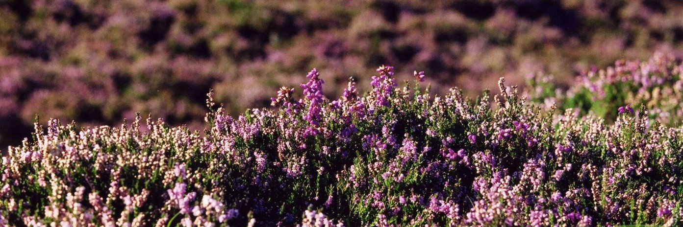 Moorland Association's banner