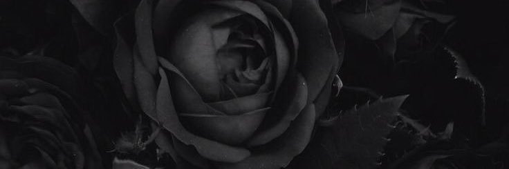 gause_cara's profile banner image