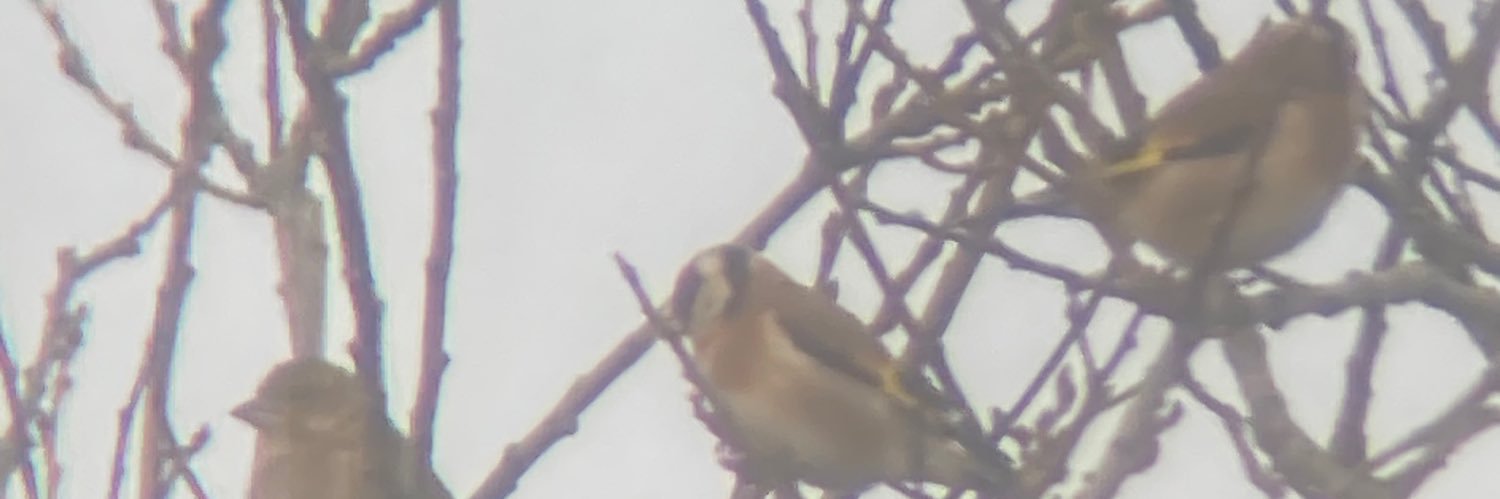 The Edinburgh Birdwatcher banner
