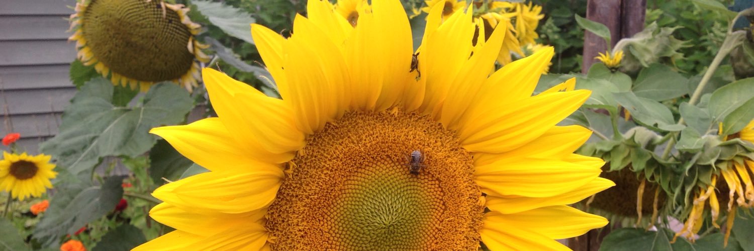 DebNMichUSA's profile banner image