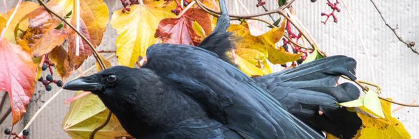 corvidresearch Profile Banner