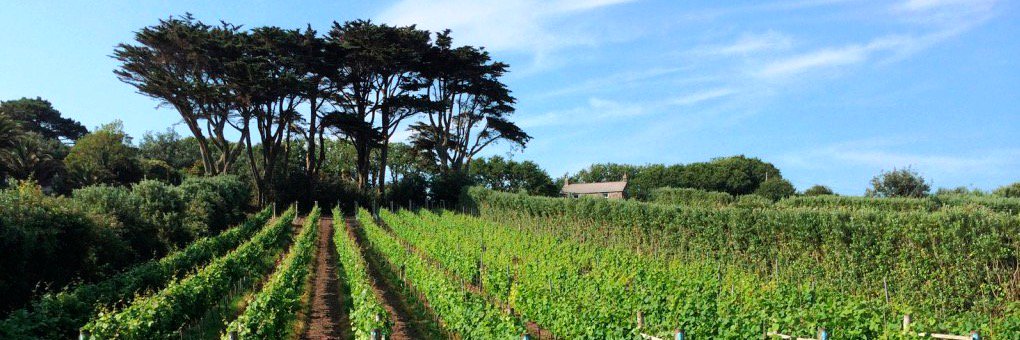 HolyValeWines's profile banner image