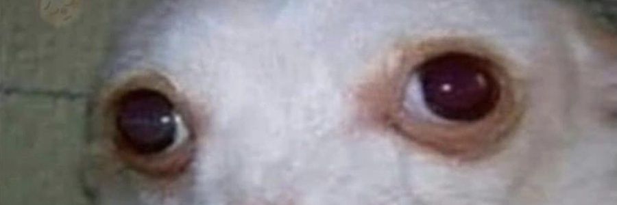 Fernandowski👽 banner
