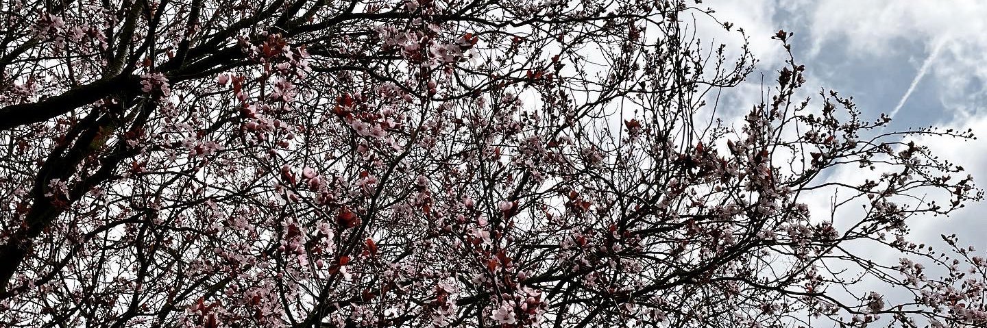 EineFuchsin's profile banner image
