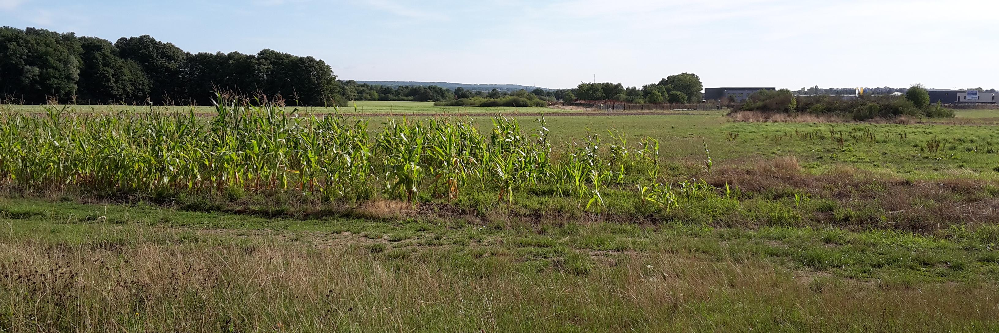 LECOCQ Jean-Pierre banner