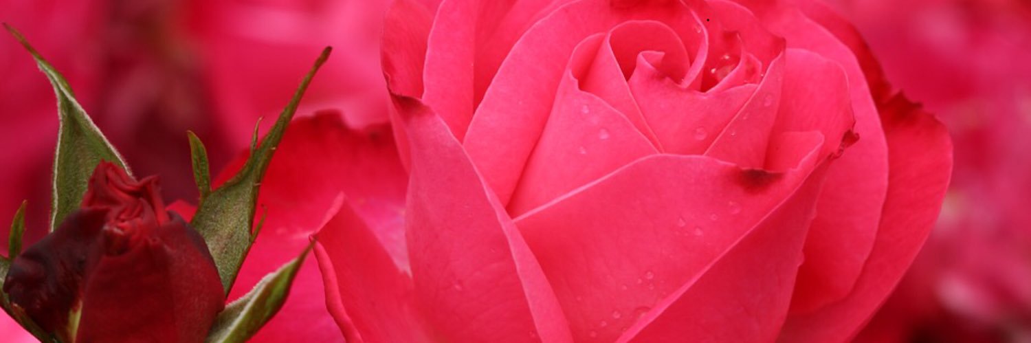 María Luisa Moreo 🐺 banner