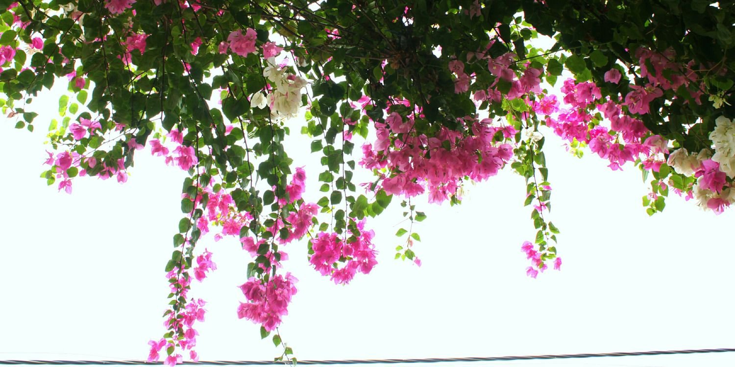 queeennhu's profile banner image