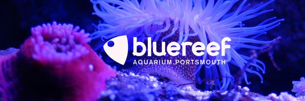 Blue Reef Portsmouth banner