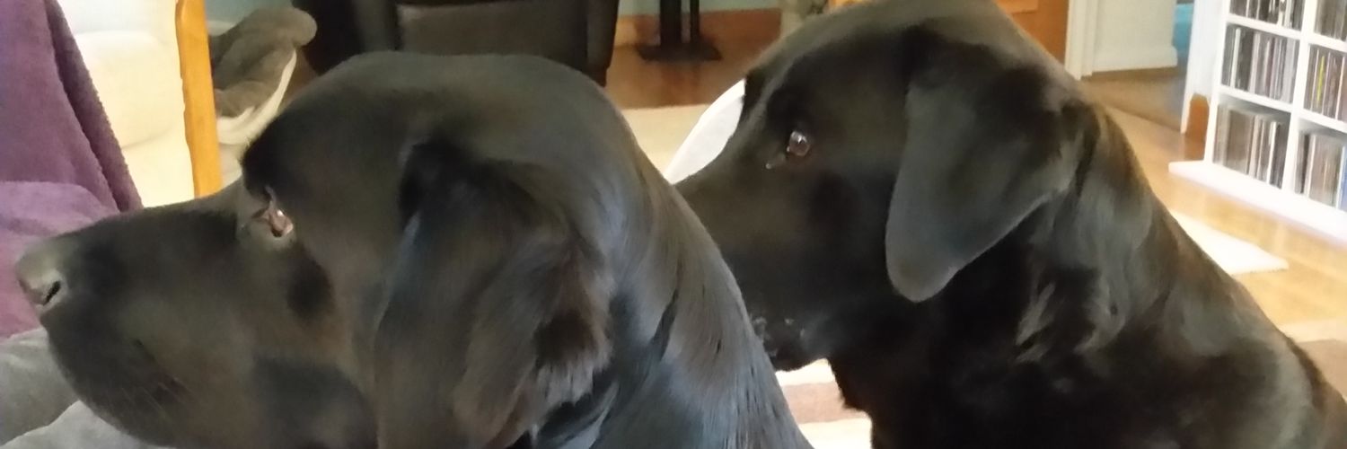lizziesmith07's profile banner image