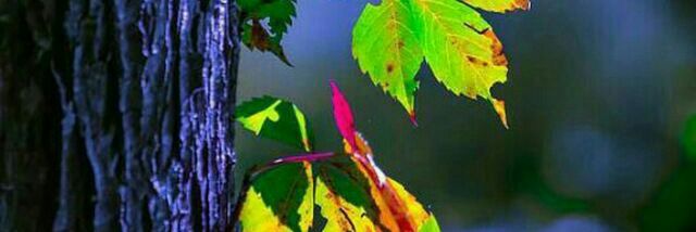 leila_1392's profile banner image