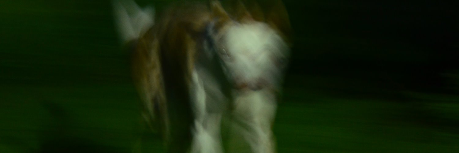 BrownEider's profile banner image