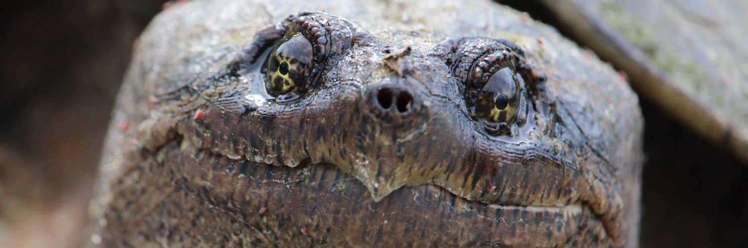 Turtle Guardians banner