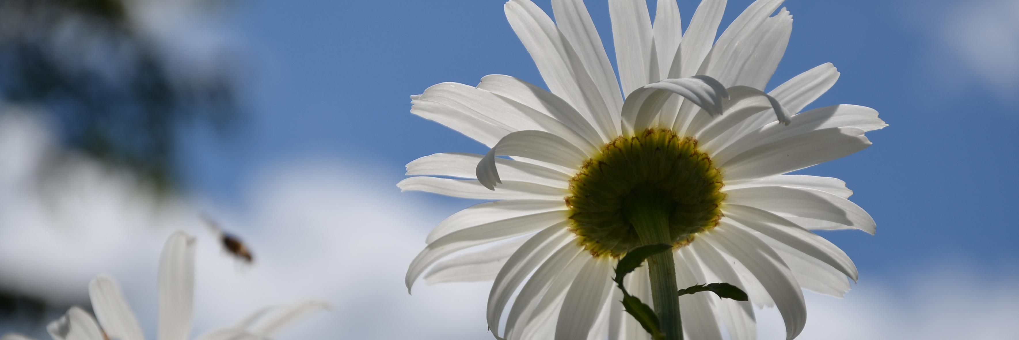 CélineBlancLartigue banner