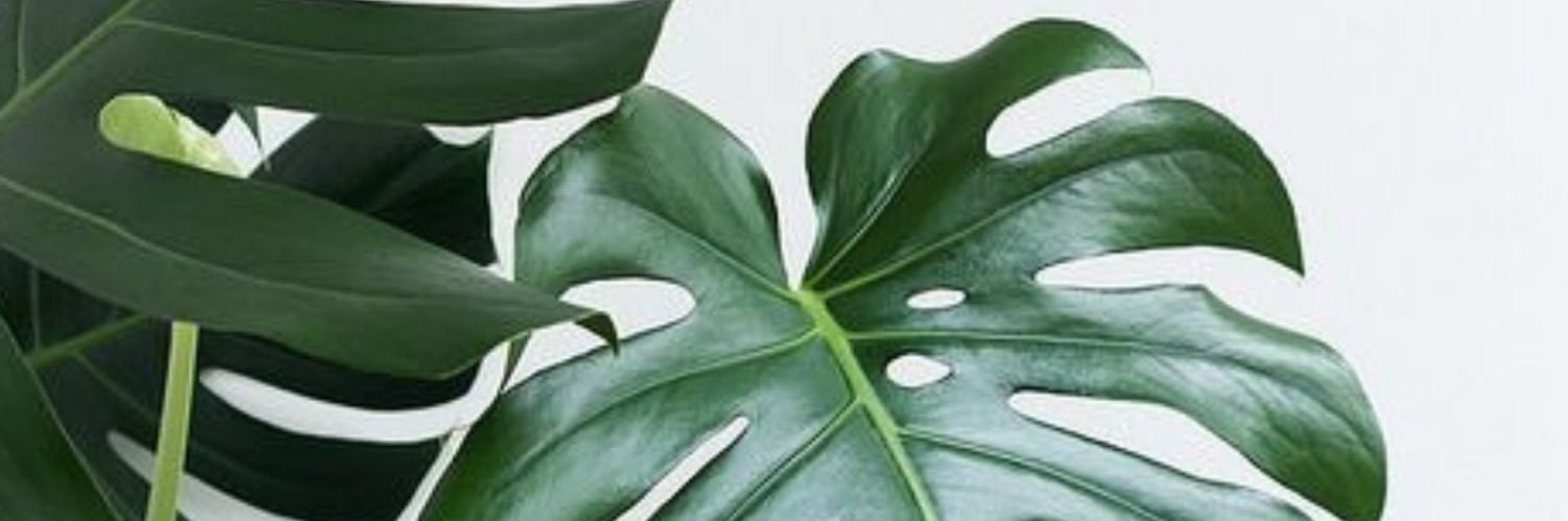 SNAILBABY444's profile banner image