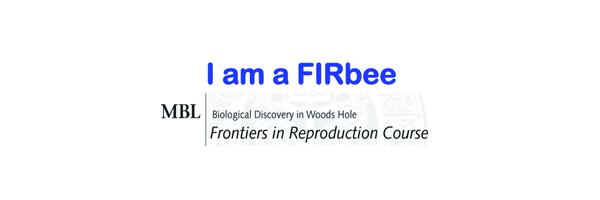 FIRbees Profile Banner