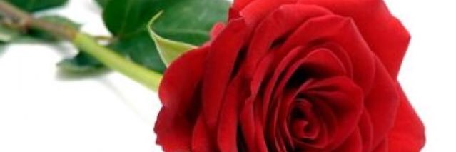 Mikki_Bee's profile banner image