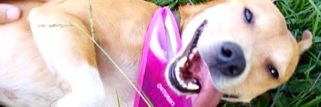mychellevaz's profile banner image