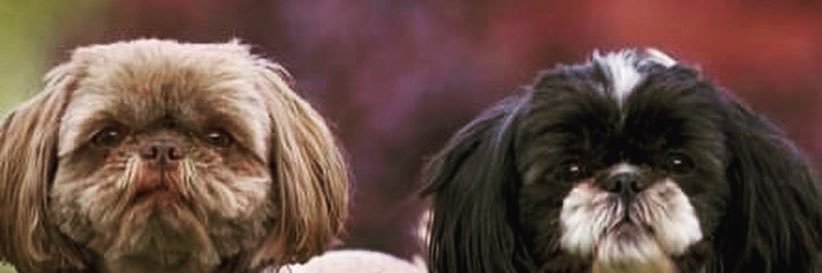 chloefitzsimmo1's profile banner image