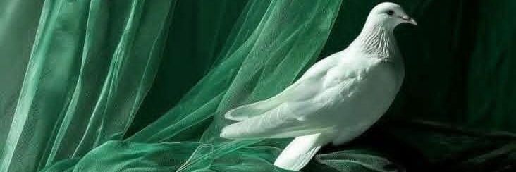مصطفي💚🇪🇬 banner