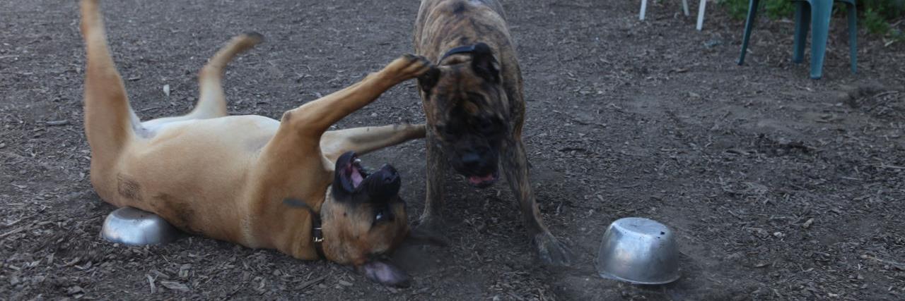 TheNicoDog's profile banner image