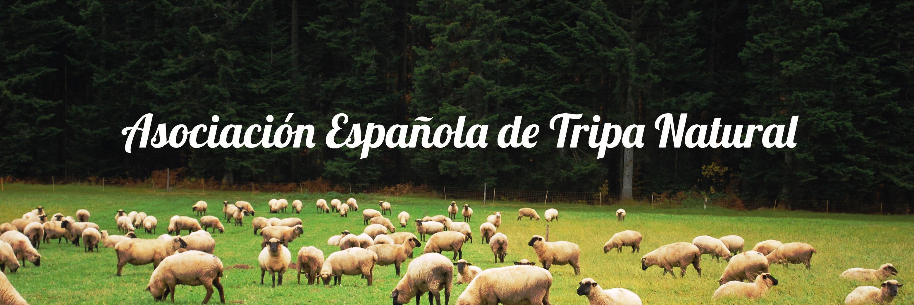 Aetrin_Esp's profile banner image