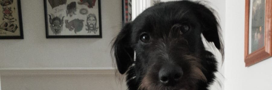 peapodlets's profile banner image