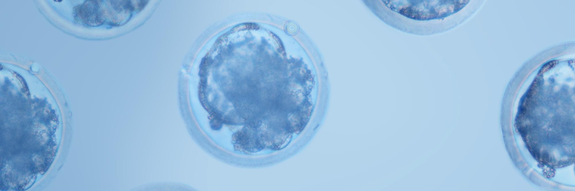 MarbleGenetics's profile banner image