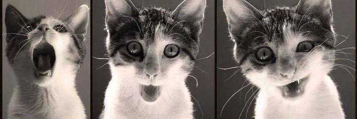 melike449's profile banner image