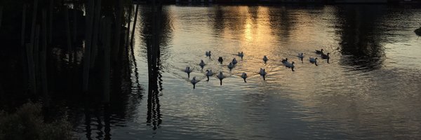 donginsel Profile Banner