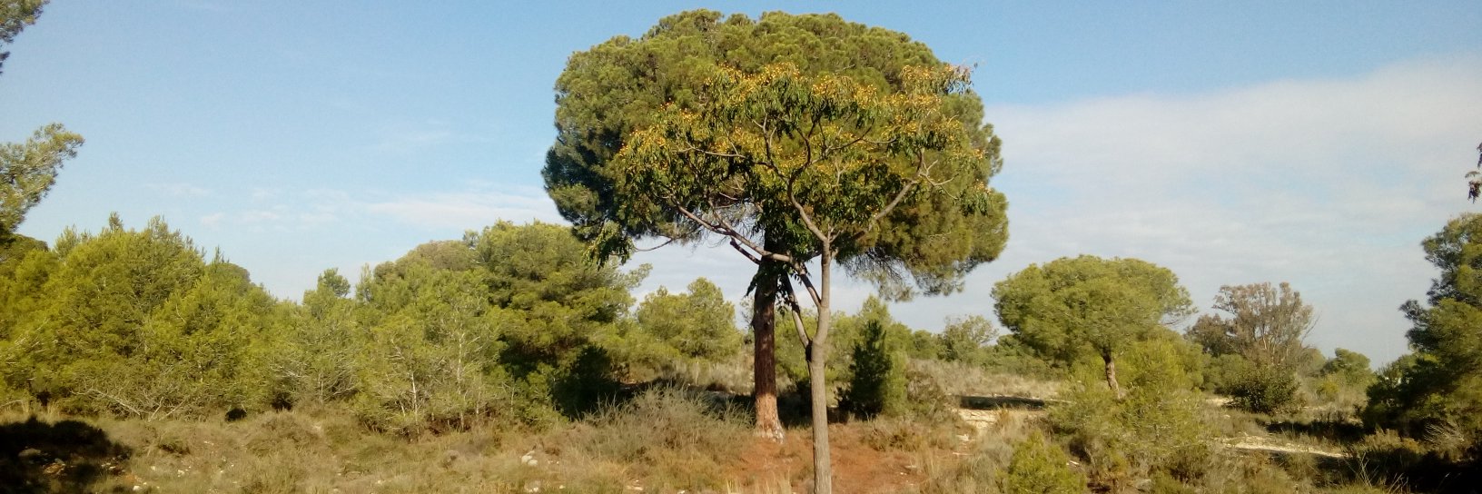 GODELLA EN LLUITA. banner