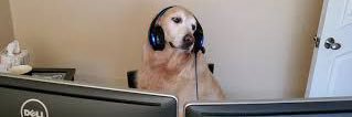 doomsdaydoggo's profile banner image