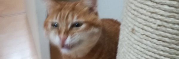 nizigen03 Profile Banner