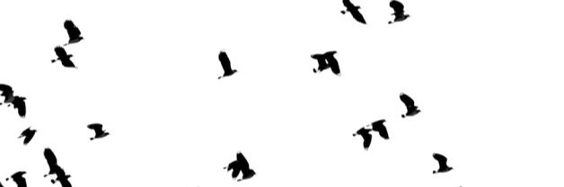 steffcstdo's profile banner image