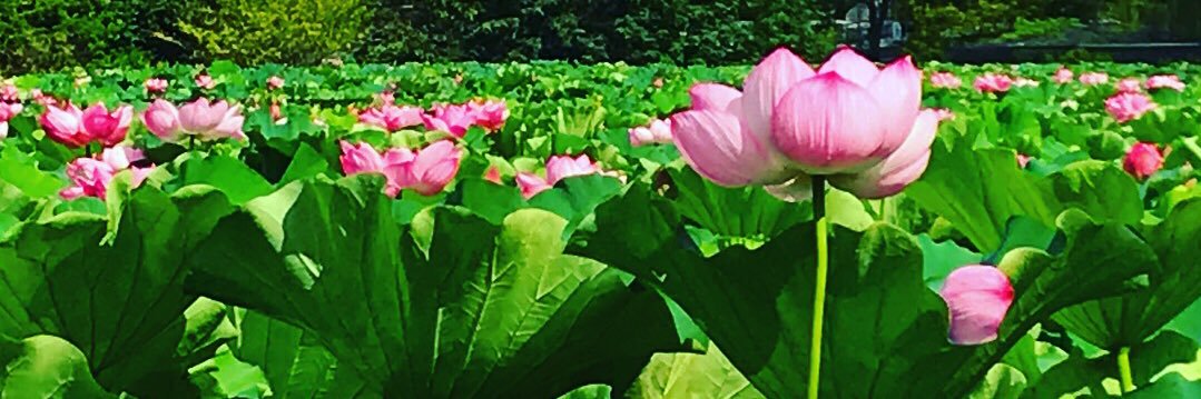 kiyo_2461's profile banner image
