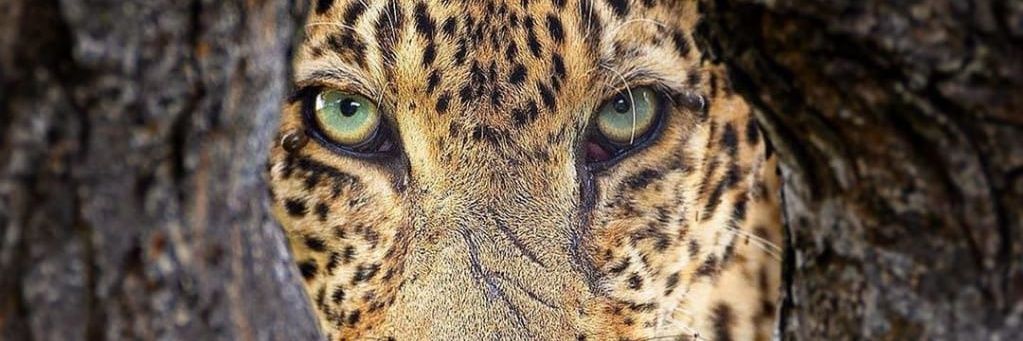 LeMelkey's profile banner image