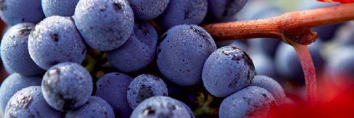 ADVWineSchool's profile banner image