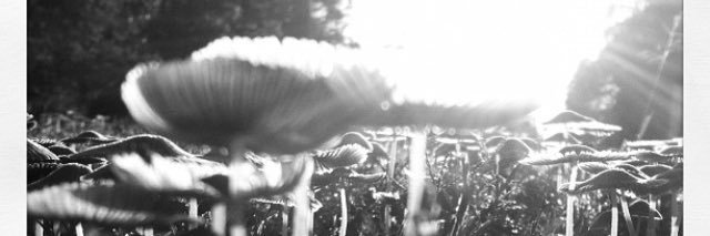 mstrddh's profile banner image