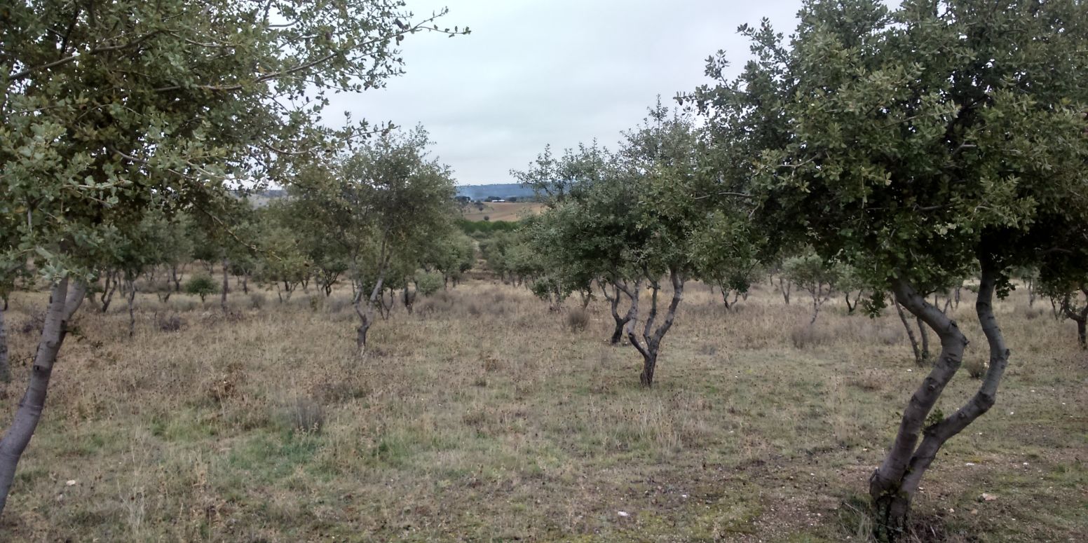 Asociación Forestal de Segovia banner
