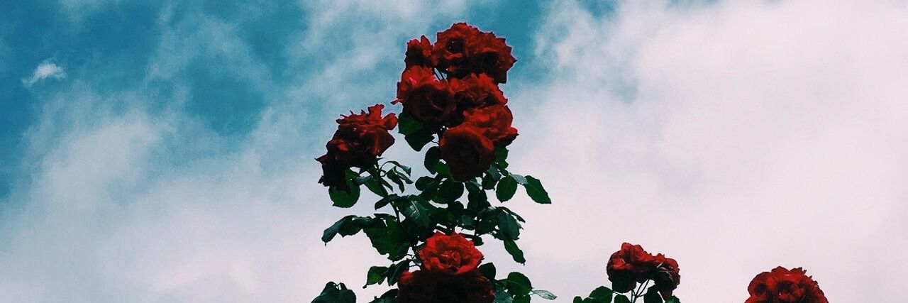 sognolrh's profile banner image